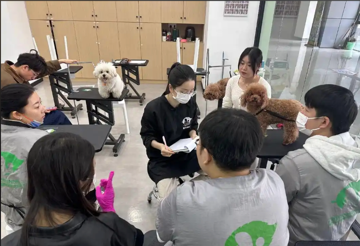 福州市宠物美容宠物美容培训学校 - 哪里好
